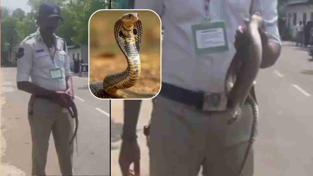 Snake On The Way To The Assembly