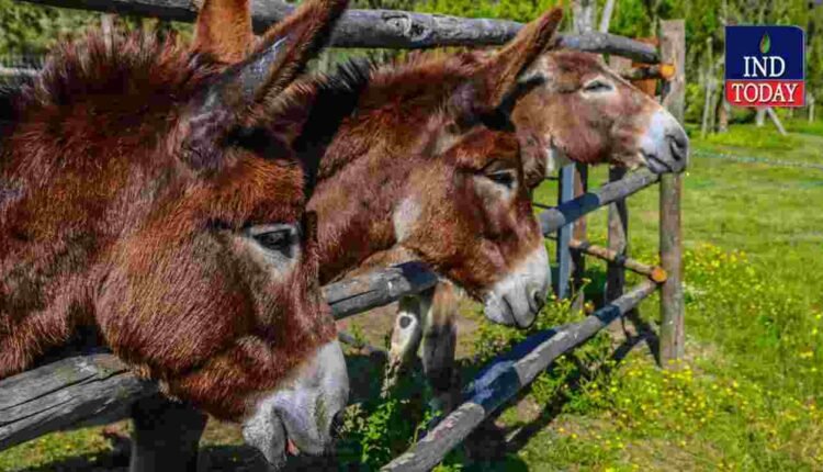 Donkey Farming Scheme Offers Loans Under NLM
