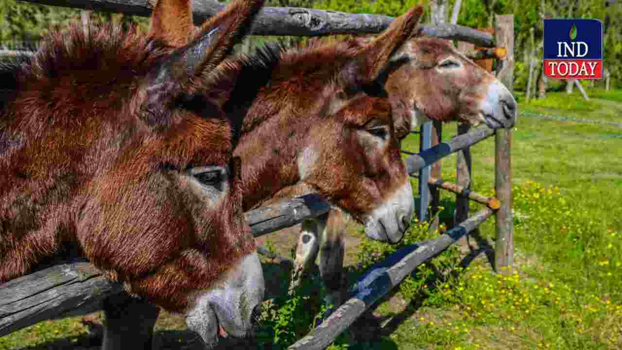 Donkey Farming Scheme Offers Loans Under NLM