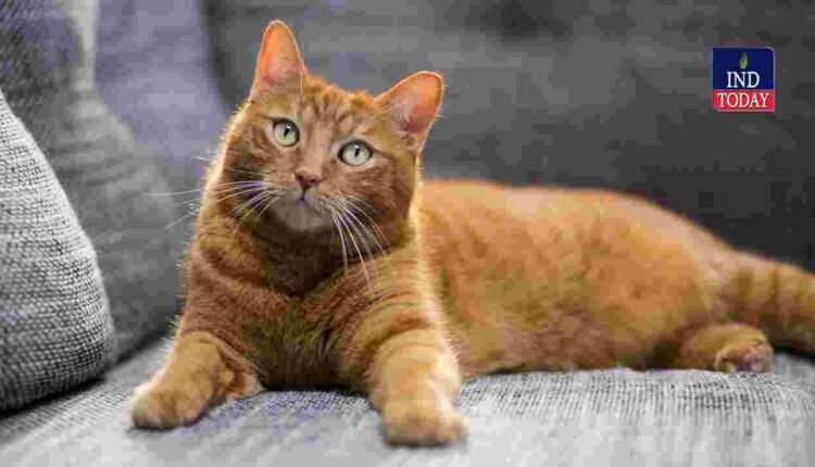 Hyderabad Doctor Suicide After Family Dispute Over Pet Cat