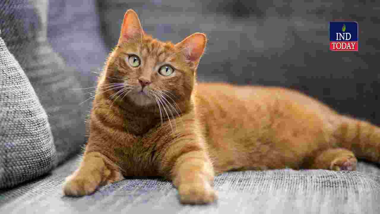 Hyderabad Doctor Suicide After Family Dispute Over Pet Cat