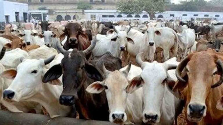 Telangana Goshala Federation Seeks Action Against Illegal Cattle Slaughter Before Eid-Ul-Adha