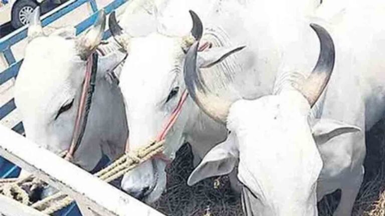 Cattle Smuggling Probe After Hayathnagar Accident