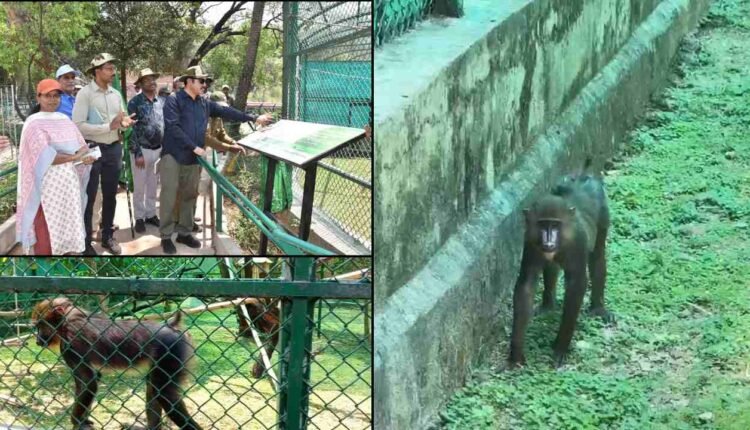 Hyderabad ZOO adds mandrills in exchange programme