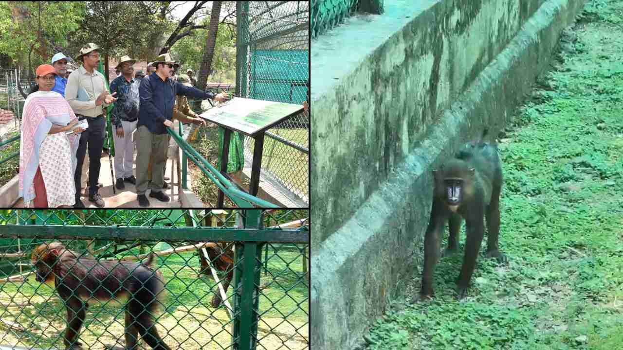 Hyderabad ZOO adds mandrills in exchange programme
