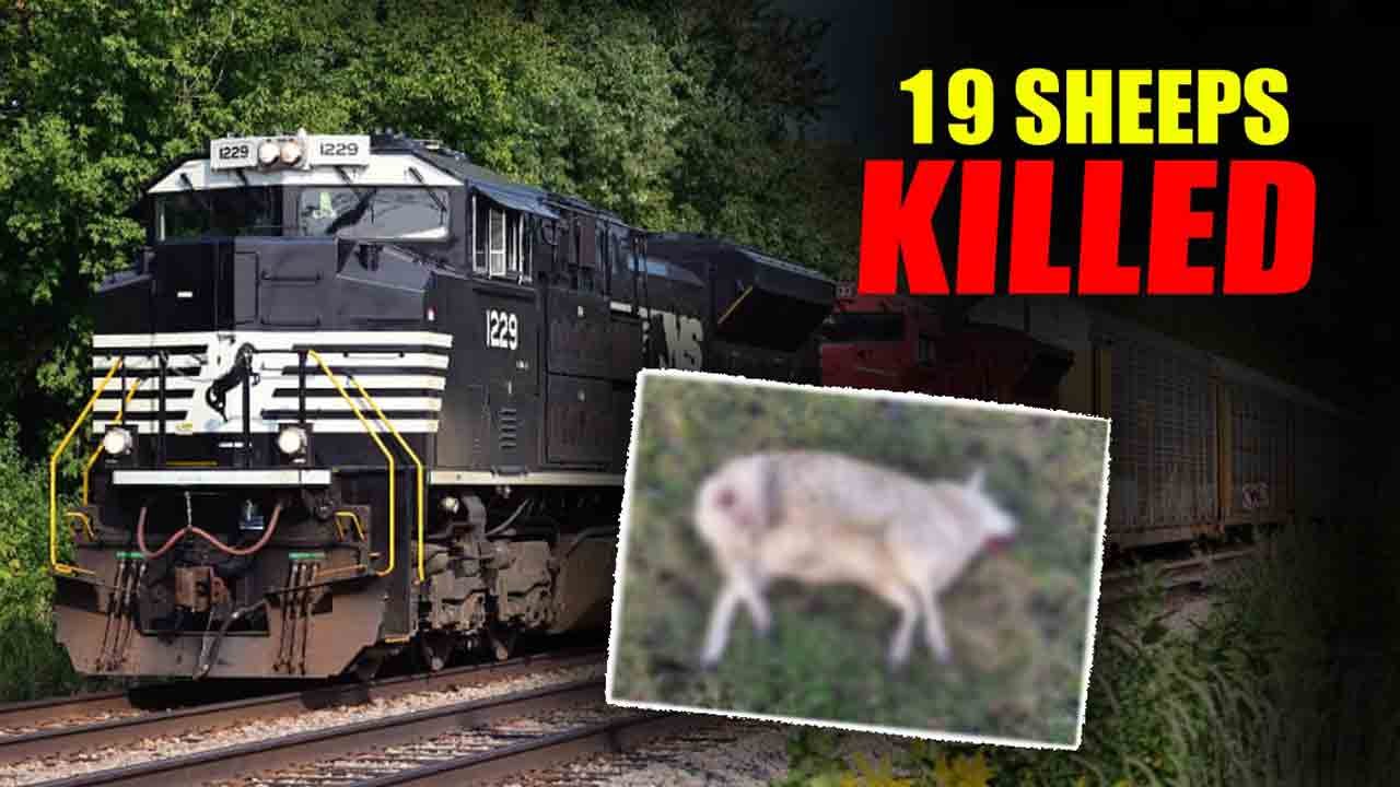 19 Sheep Killed After Coming Under Train In Kamareddy
