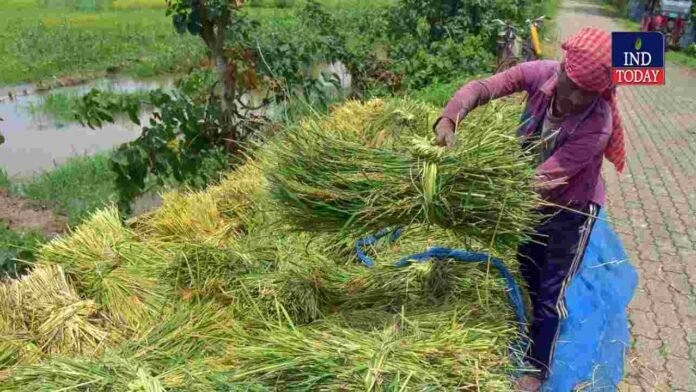 Paddy MSP Hiked To Rs 2441 For Kharif 2026-27