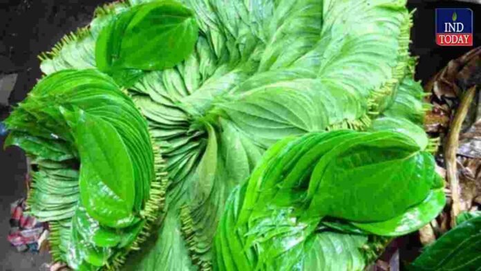 Betel Leaf Prices Surge Sharply Across Telangana