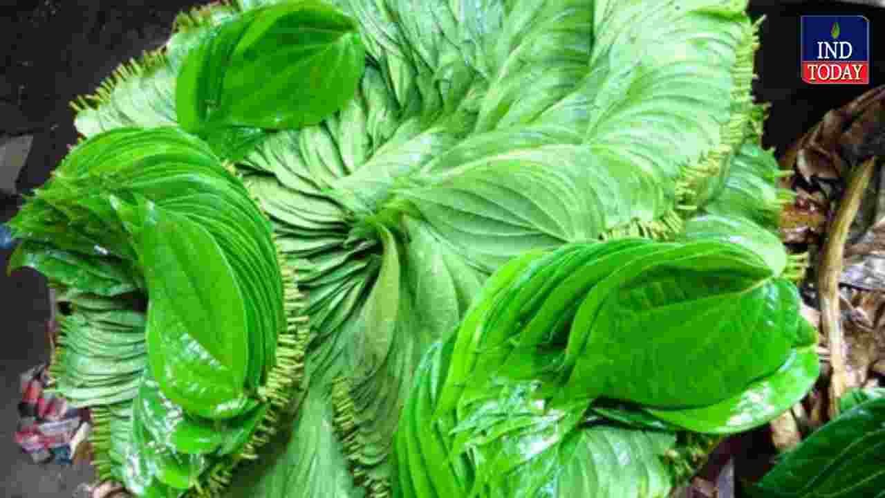 Betel Leaf Prices Surge Sharply Across Telangana