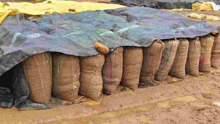 Unseasonal Rains Damage Paddy And Maize Crops In Telangana
