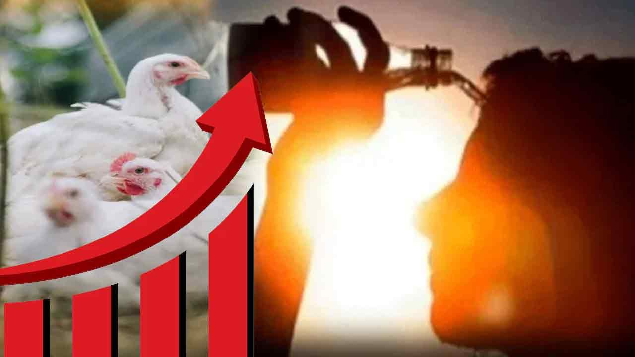 Chicken Prices Surge Across Telangana Amid Heatwave Impact