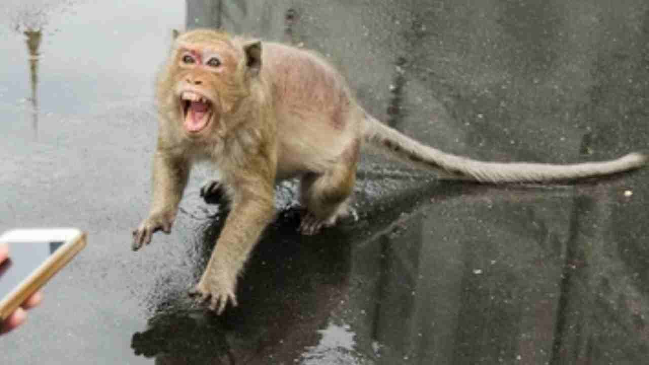 Monkey Attack Women In Hyderabad, Seriously Injured