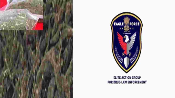 Telangana EAGLE Force Busts International Hydroponic Ganja Syndicate