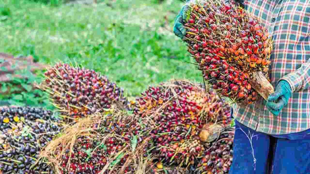Telangana Targets 10 Lakh Acres Under Oil Palm Cultivation
