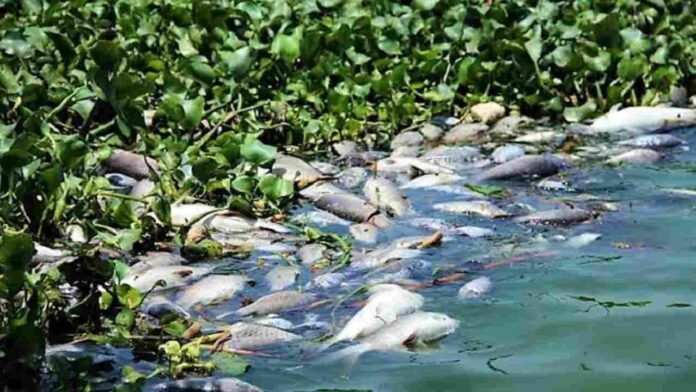 Fish Ponds in Singur FTL Lands Raise Pollution Concerns Over Manjeera Water