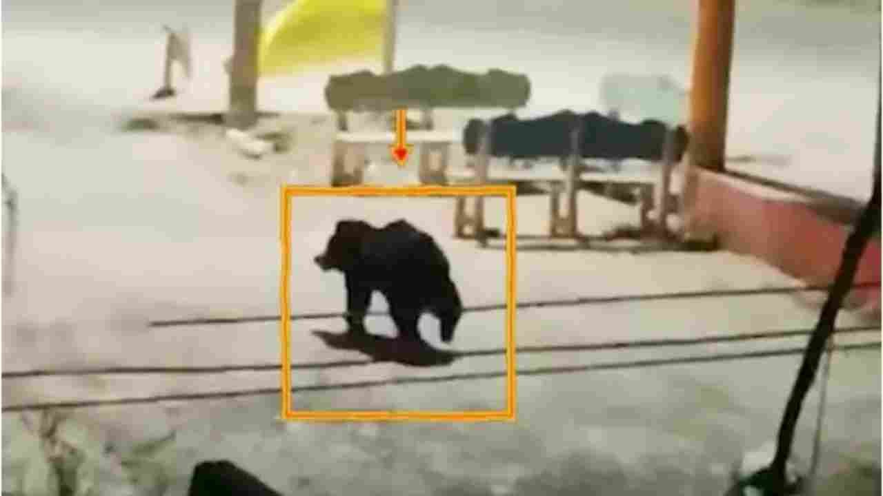 Bear Scare In Karimnagar Village Triggers Panic