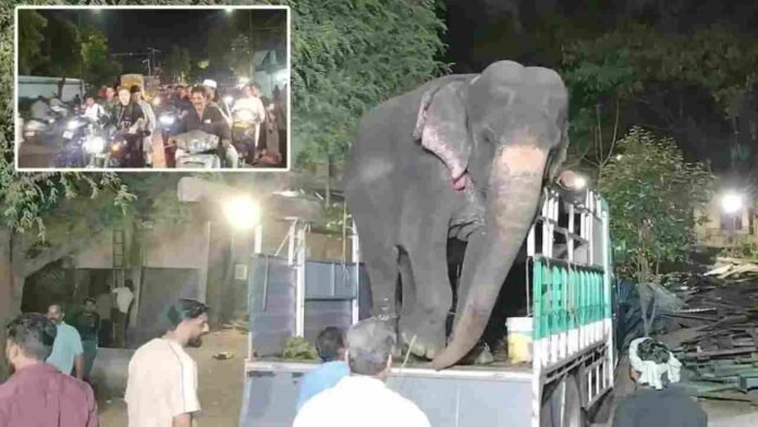 Elephant Trial Walk To Affect Traffic In Hyderabad Old City On June 20