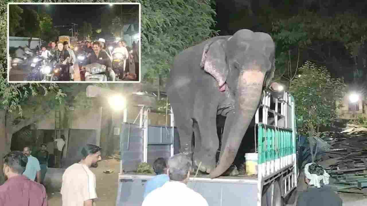 Elephant Trial Walk To Affect Traffic In Old City On June 20