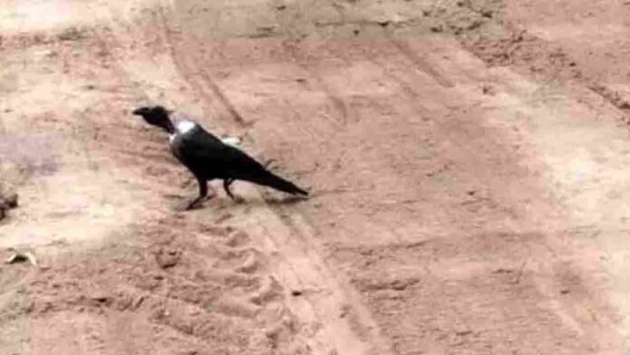 Bald Headed Crow Spotted In Jadcherla: Scientific Reason