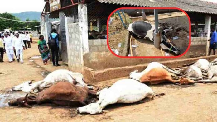 10 Cows Died Under Suspicious Circumstances In Rangareddy, Probe Underway