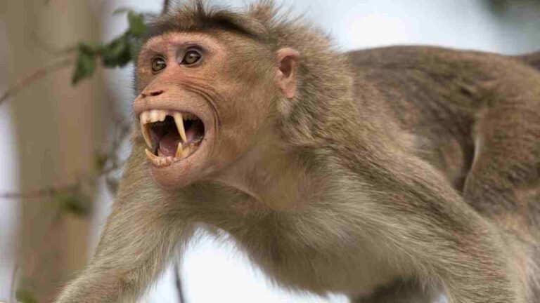 Monkey Fight That Took The Life Of A Woman