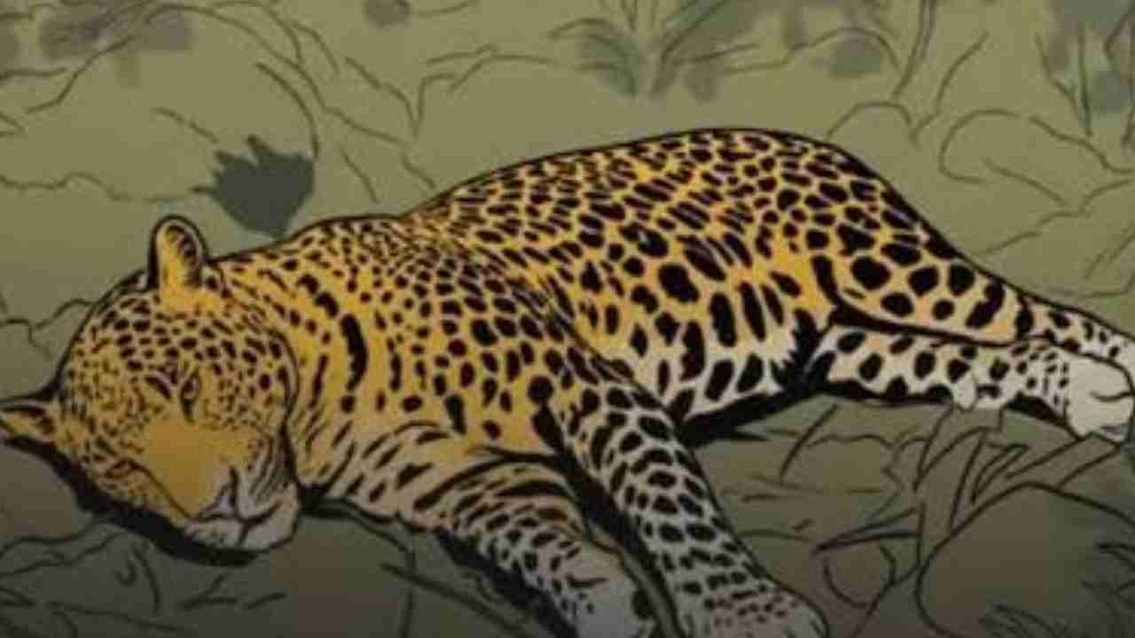 Leopard Death Investigation Intensifies as Forest Officials Probe Suspected Poaching