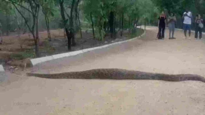 Huge Python Spotted At KBR National Park