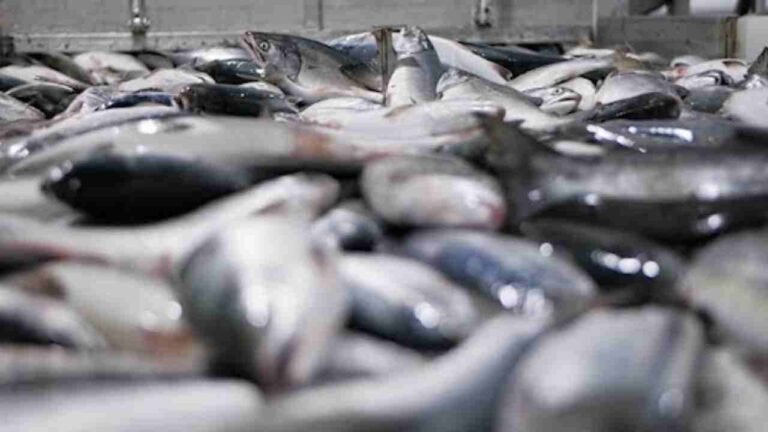 Fish Export Hub: Telangana Lays Foundation for Rs 47 Crore