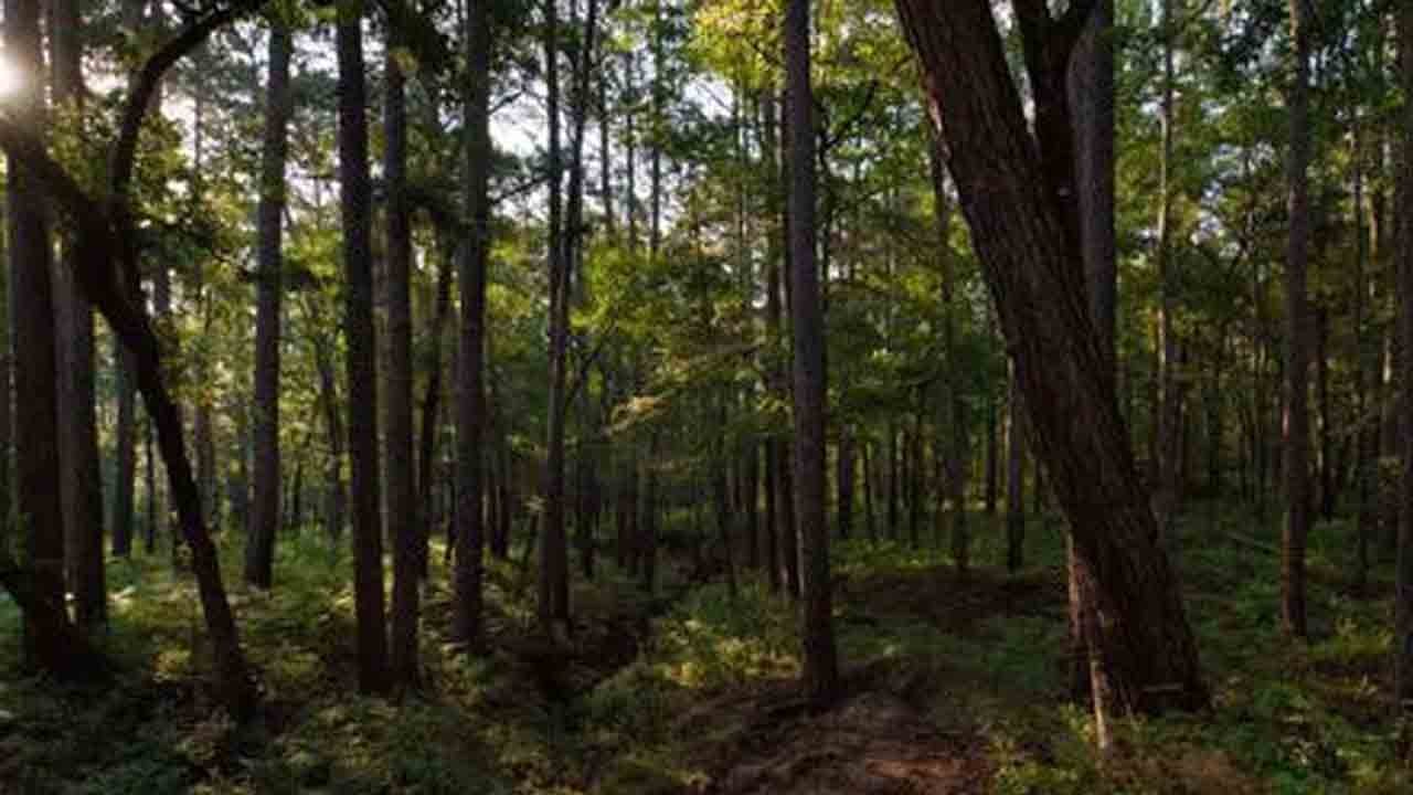 Telangana Notifies 280 Acres As Sardarnagar Reserve Forest Block In Shamshabad