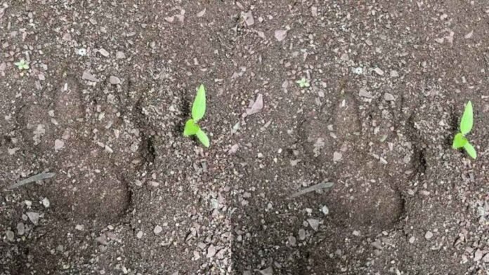 Tiger Pugmarks Spark Panic In Adilabad