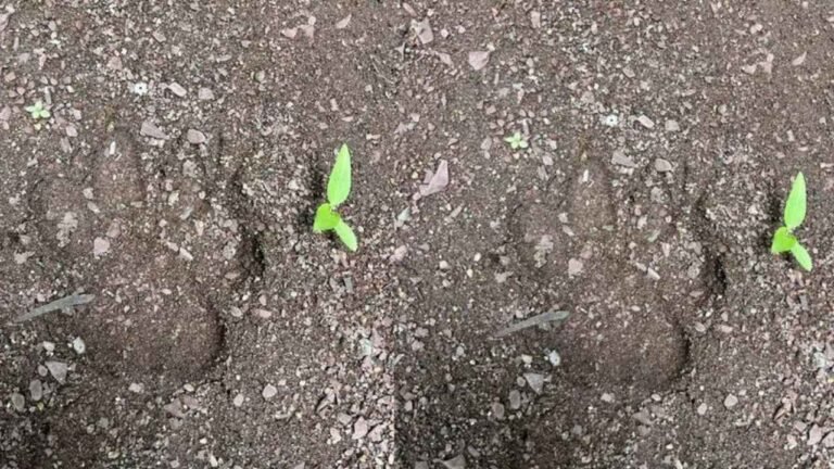 Tiger Pugmarks Spark Panic In Adilabad