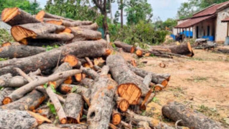 Over 400 Trees Fallen For SCB Elevated Corridor In Hyderabad