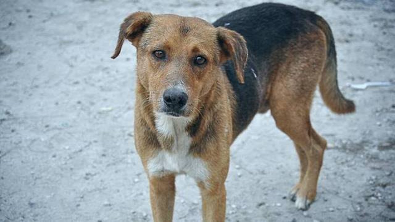 Stray Dogs Strike: Terror On Streets