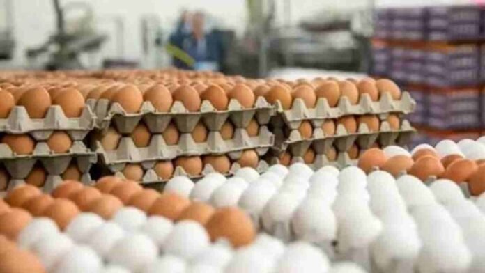 One Billion Eggs Wasted Every Year, NECC Report On India Reveals