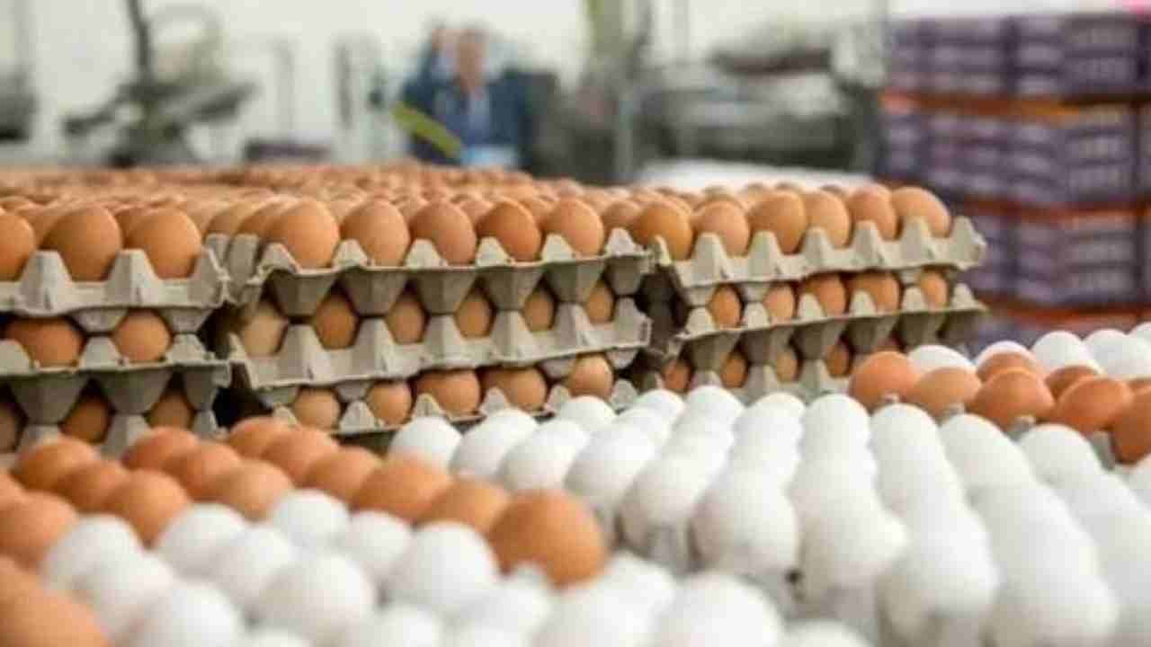 One Billion Eggs Wasted Every Year, NECC Report On India Reveals
