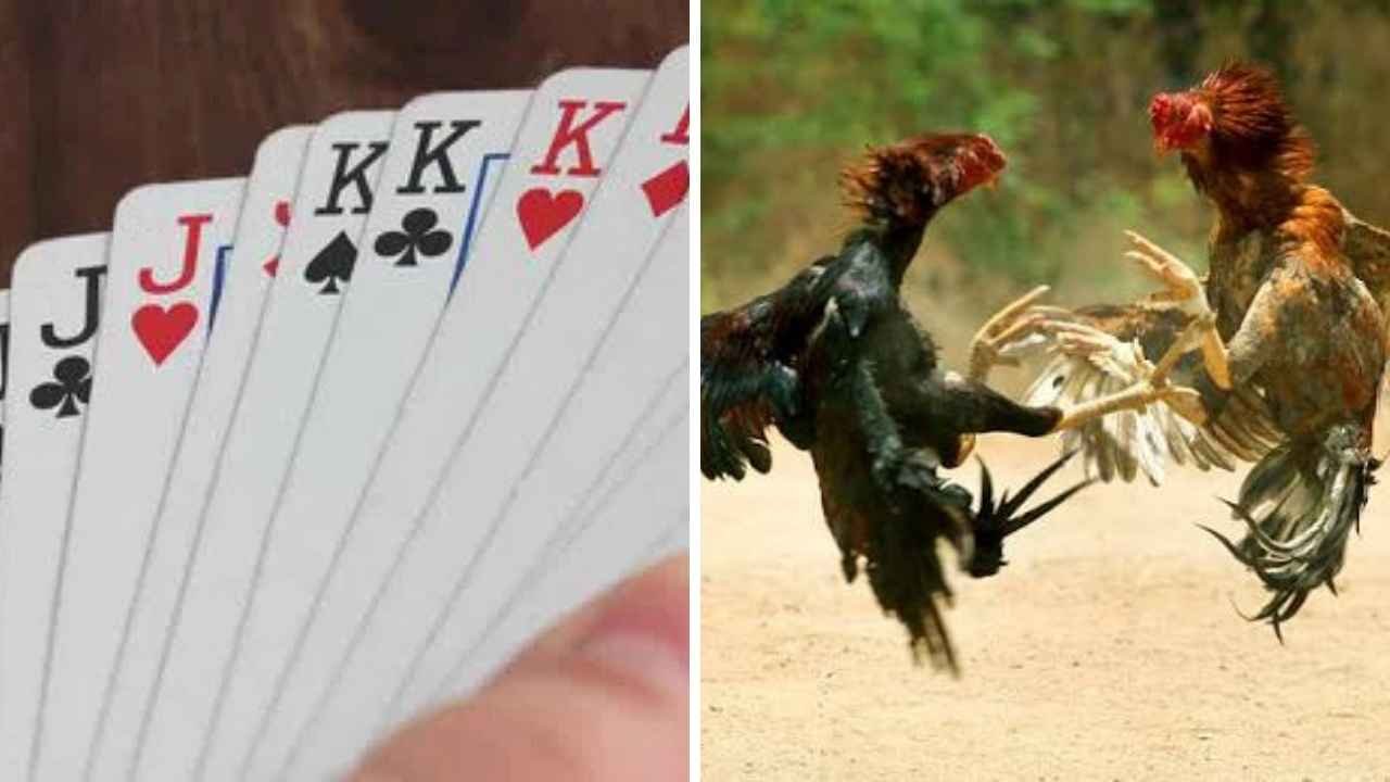 Over 22 Detained After Cockfight and Gambling Raid At Poultry Farm