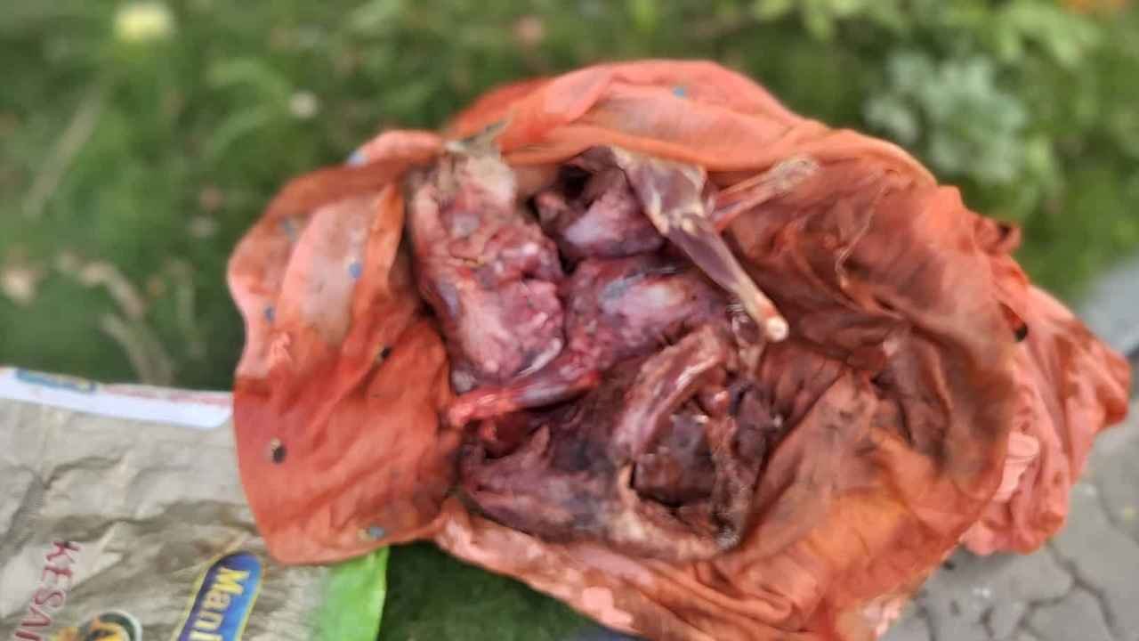 Eight Arrested With 13 Kg Of Deer Meat Near Raikal Toll Plaza