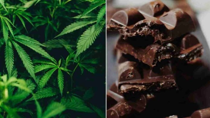 Pan Shops Emerge As Cannabis Chocolate Retail Hubs In Hyderabad