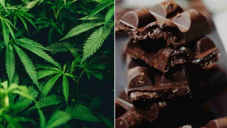 Pan Shops Emerge As Cannabis Chocolate Retail Hubs In Hyderabad
