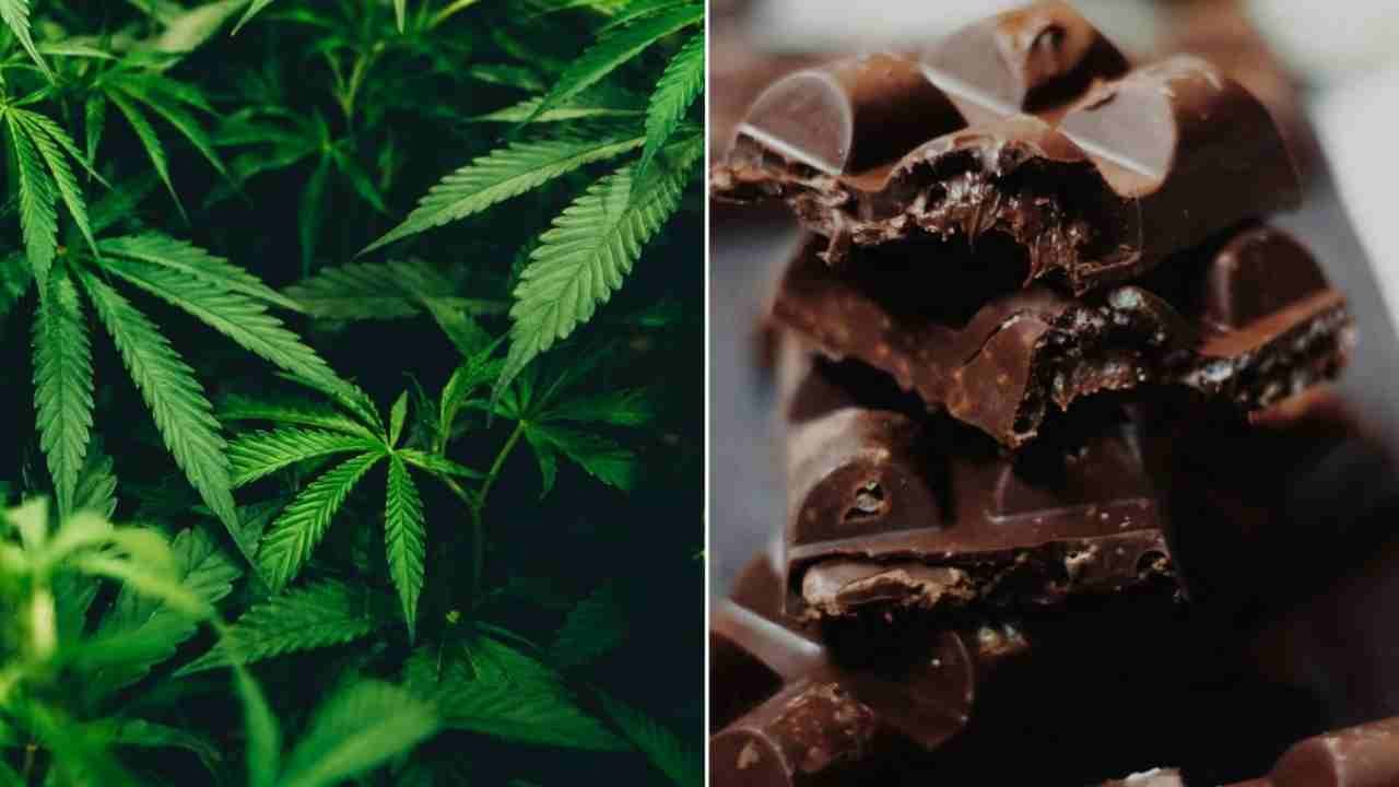 Pan Shops Emerge As Cannabis Chocolate Retail Hubs In Hyderabad