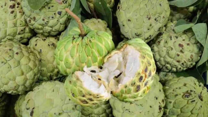 Custard Apple Prices in Hyderabad Soar to Rs. 50