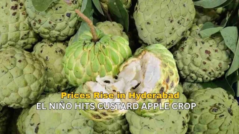 Custard Apple Prices in Hyderabad Rise to Rs. 50