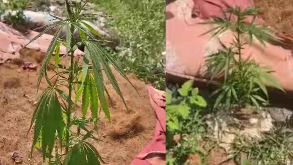 Osmania University Campus: Cannabis Plant Found