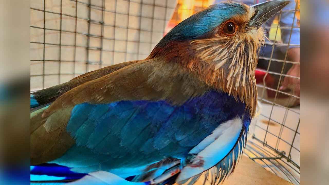 Hyderabad Police Rescue 4 Palapitta Birds Before Dussehra