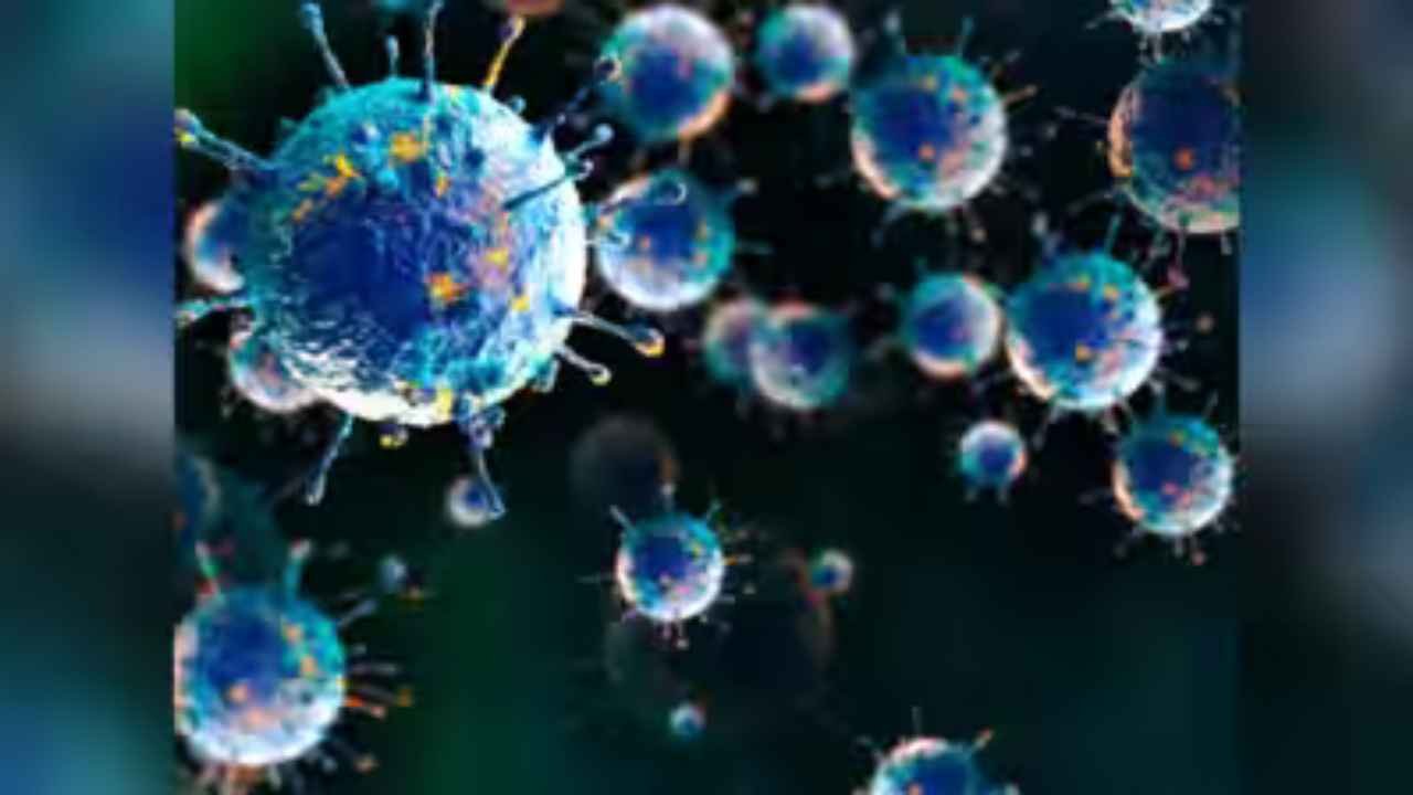 Shamonda Virus: Risks To Humans And Livestock