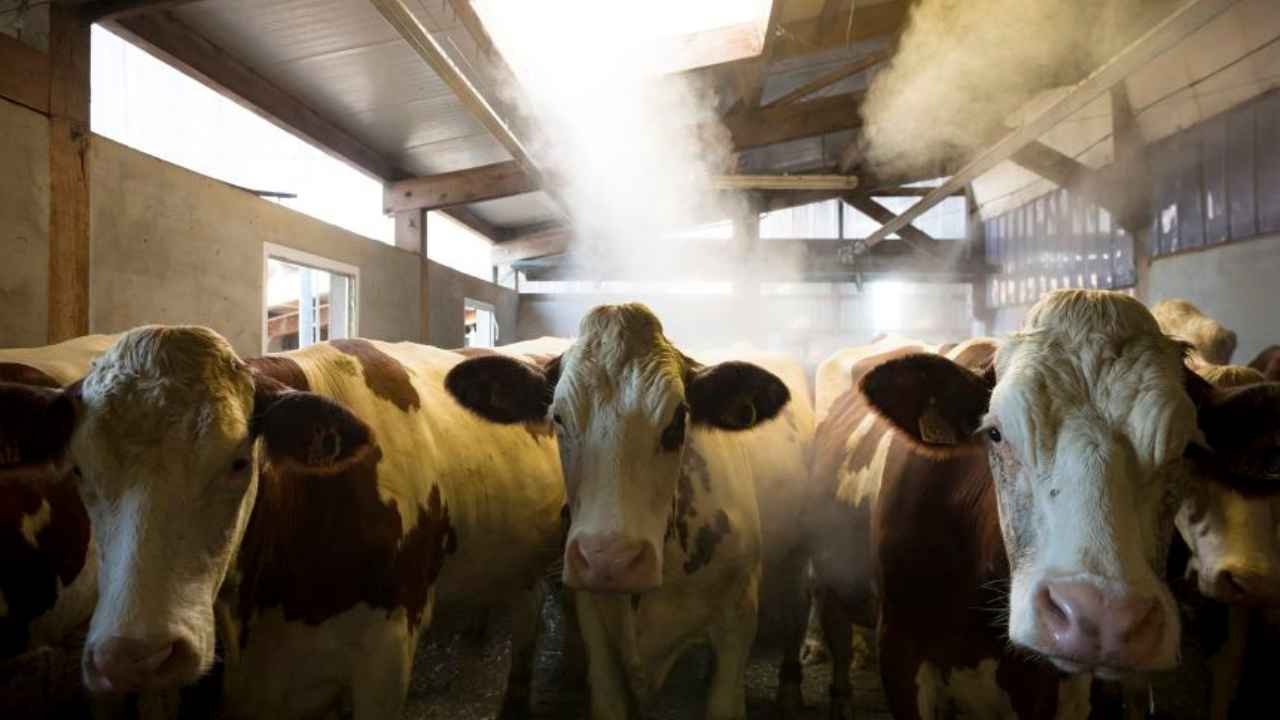 Shamonda Virus: Risks To Humans And Livestock