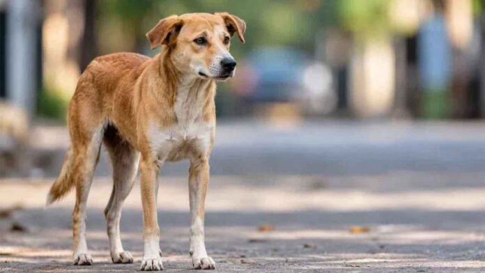 Kompally Security Guard Accused of Sexually Assaulting Dog