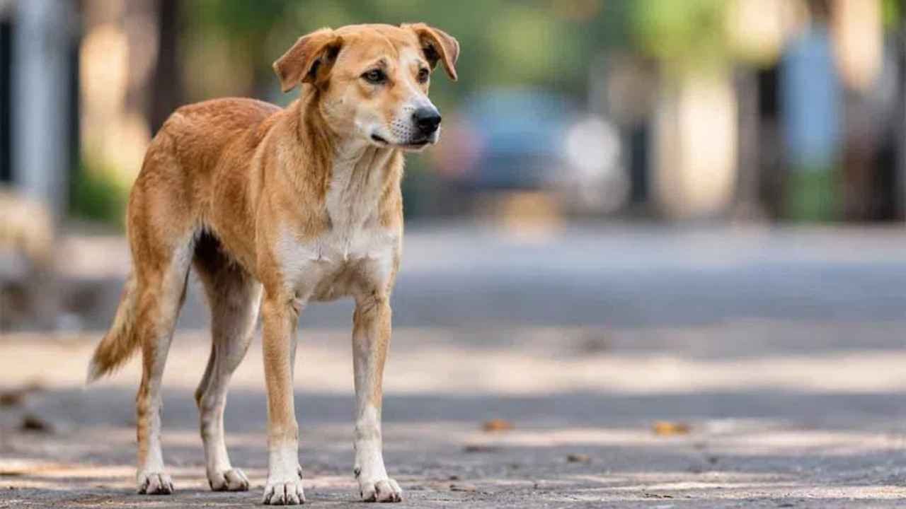 Kompally Security Guard Accused of Sexually Assaulting Dog