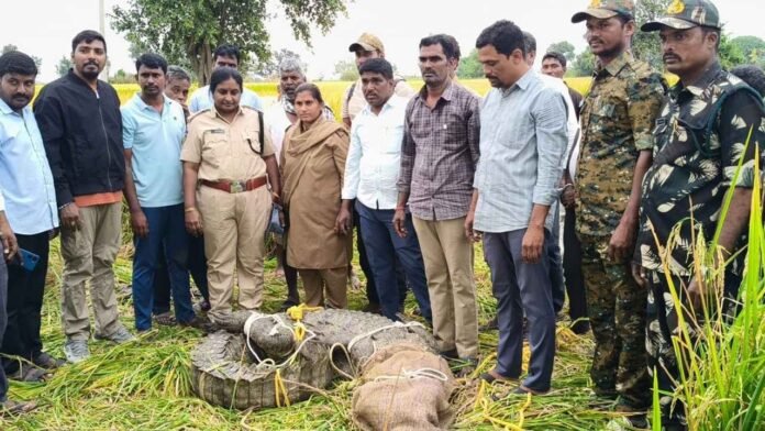 Crocodile Spotted In Medak Paddy Field