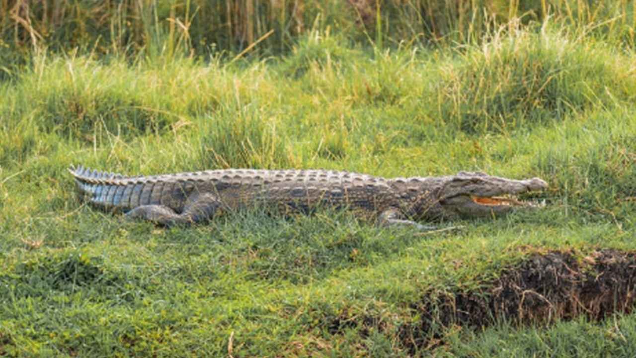 Crocodile Spotted In Medak Paddy Field